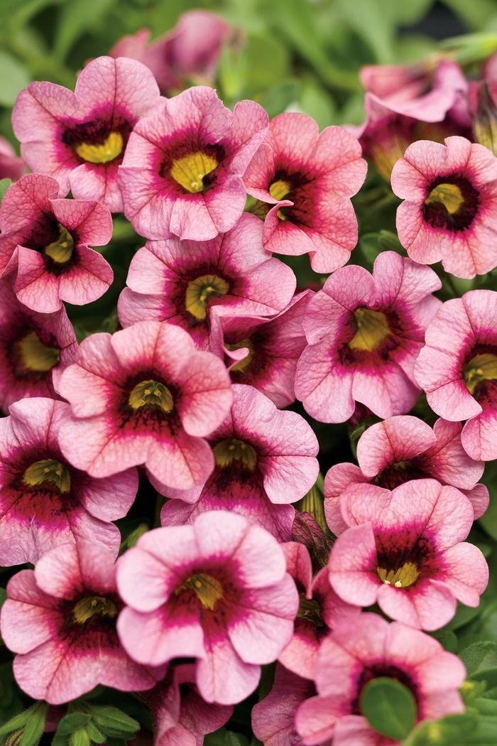 Calibrachoa Superbells® Strawberry Punch™