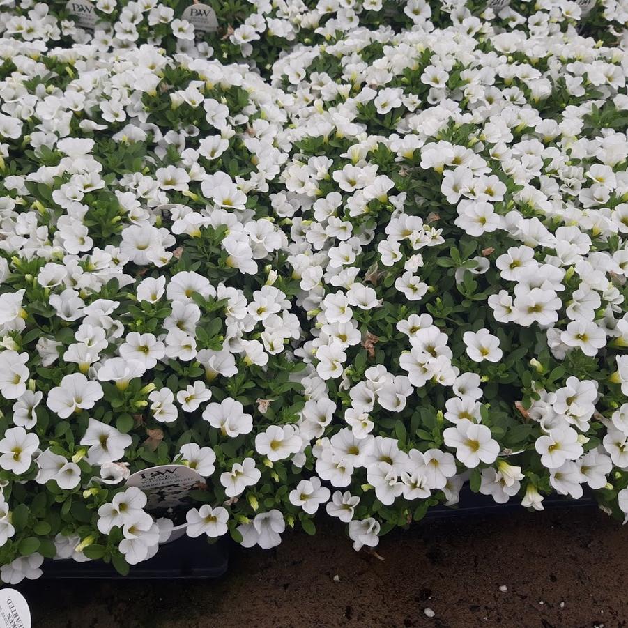 Calibrachoa Superbells® White