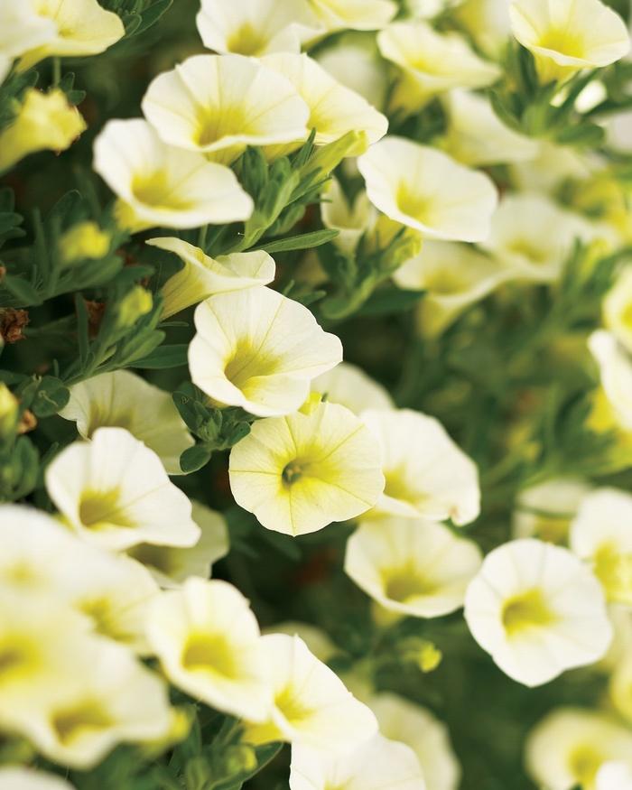 Calibrachoa Superbells® Yellow Chiffon™