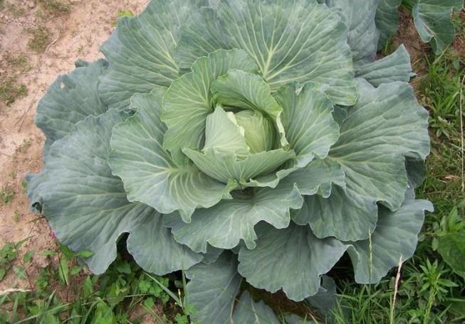 Brassica oleracea var. capitat Big Flat Head