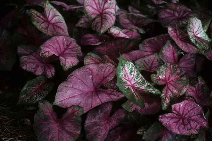 Caladium bicolor Fannie Munson