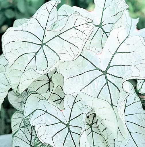 Caladium Candidum Jr.