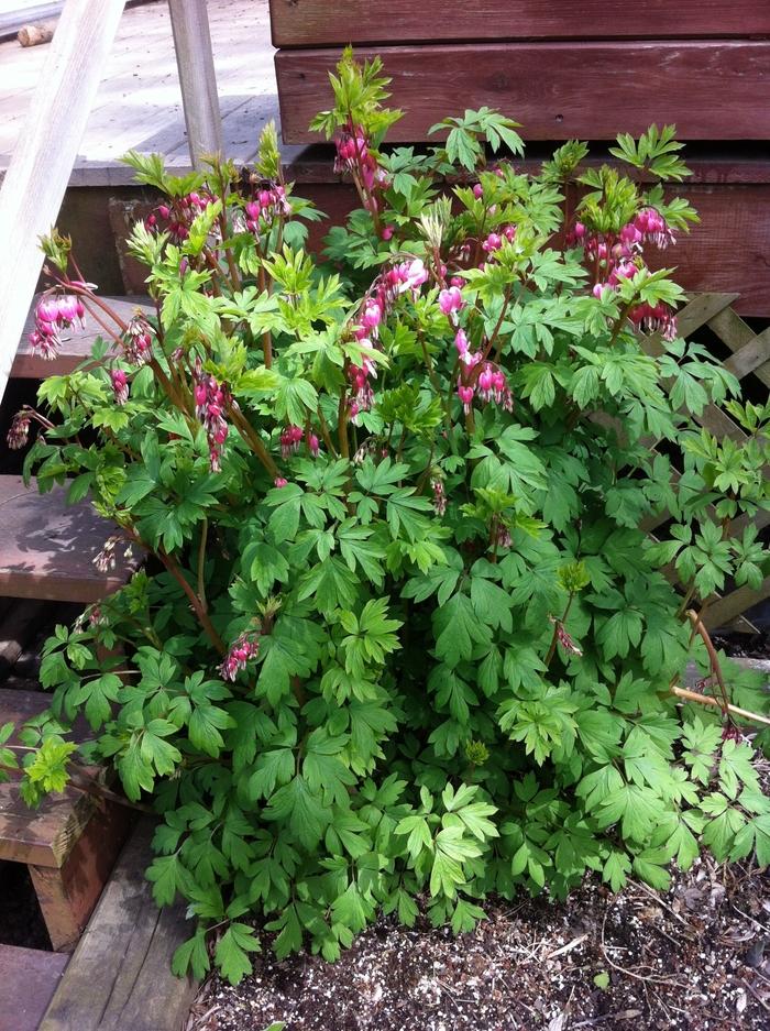 Dicentra spectabilis 