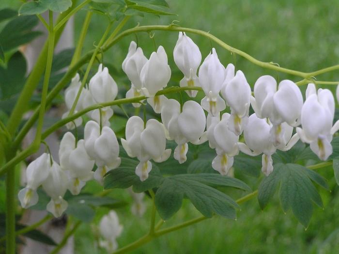 Dicentra spectabilis Alba