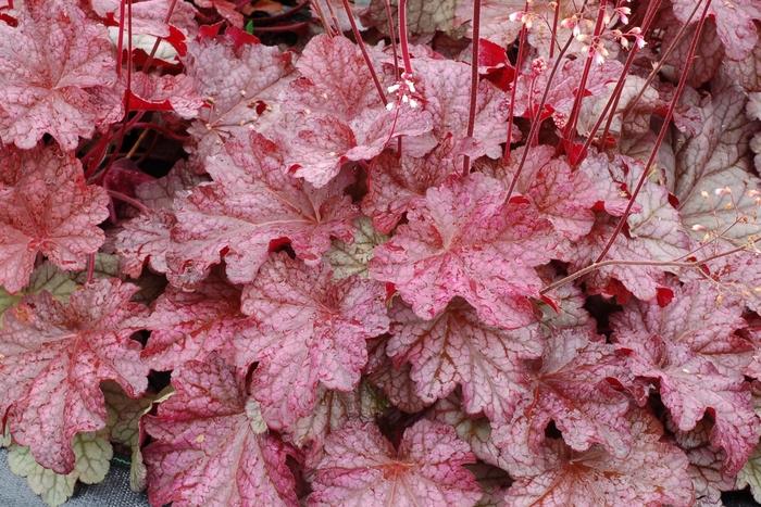 Heuchera Berry Smoothie