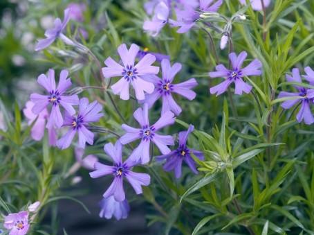 Phlox subulata Purple Beauty