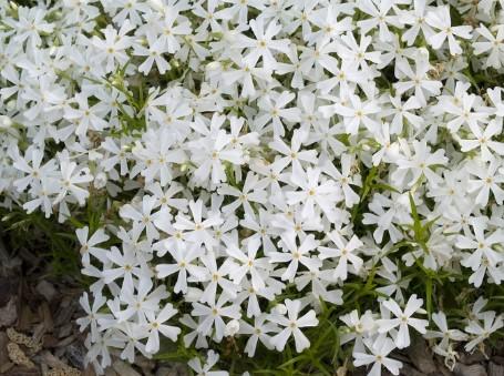 Phlox subulata White Delight