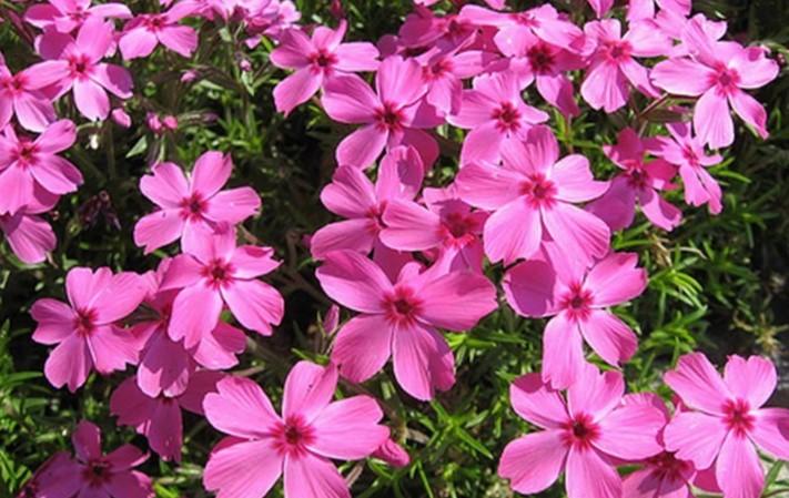 Phlox subulata Drummond's Pink