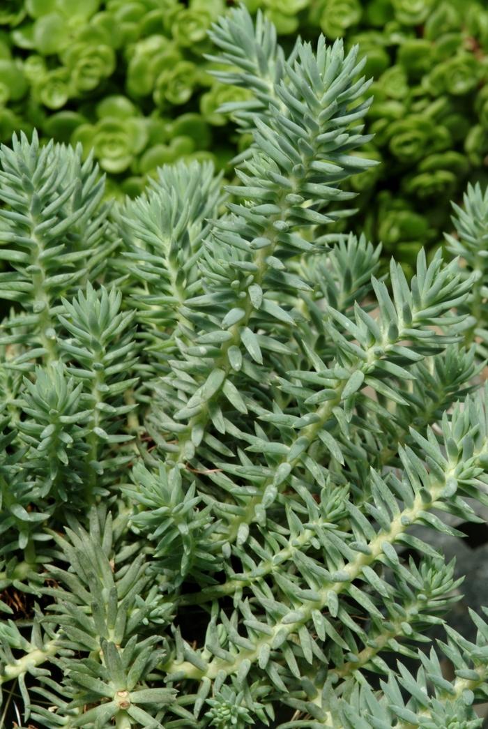 Sedum reflexum Blue Spruce