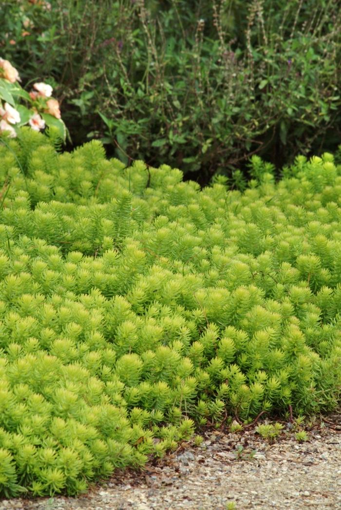 Sedum rupestre Angelina