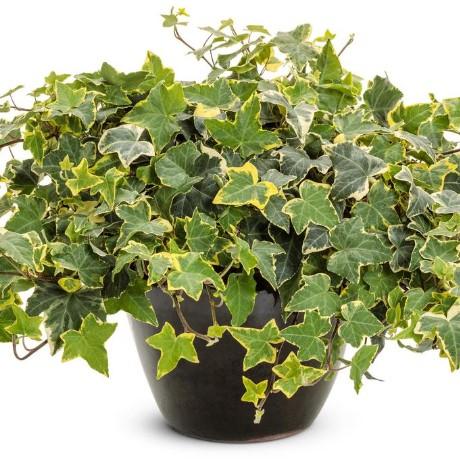 Hedera helix Goldchild