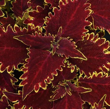Solenostemon scutellarioides Vulcan
