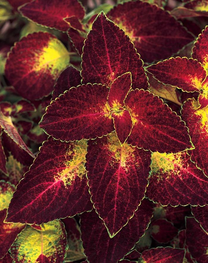 Solenostemon scutellarioides ColorBlaze® Dipt in Wine