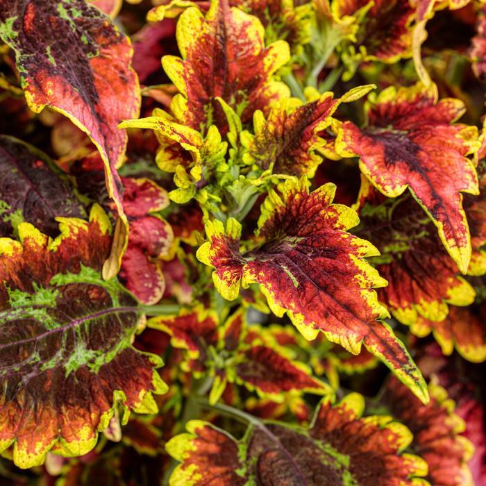 Solenostemon scutellarioides ColorBlaze® El Brighto