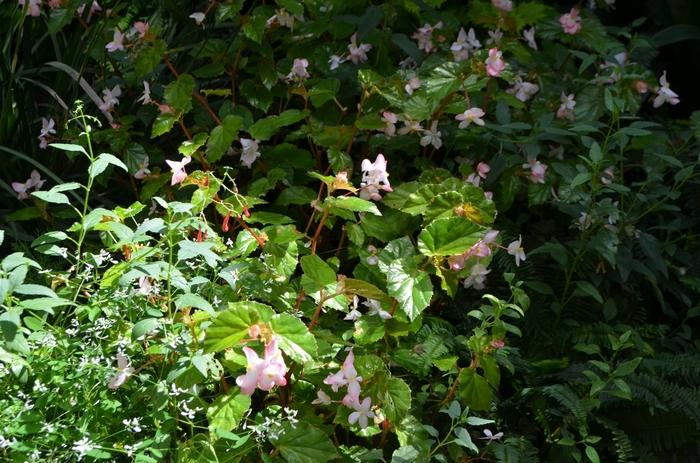 Begonia Richmondensis