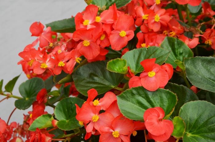 Begonia x benariensis Big™ Red Bronze Leaf