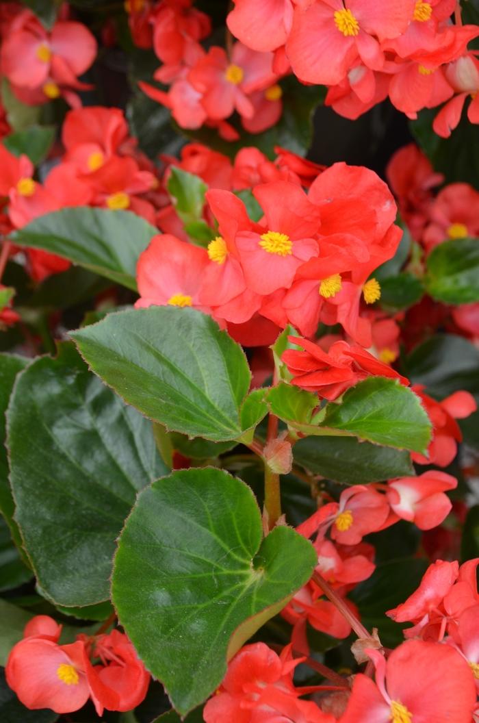 Begonia x benariensis Big™ Red Green Leaf