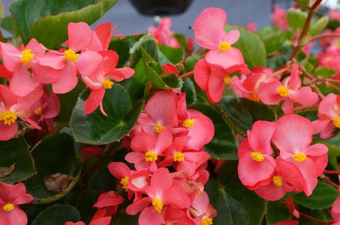 Begonia x benariensis Big™ Rose Green Leaf