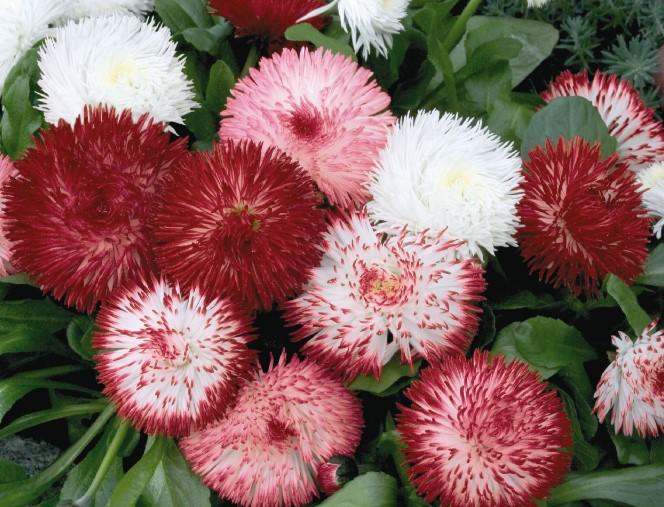 Bellis perennis Habanera Mix