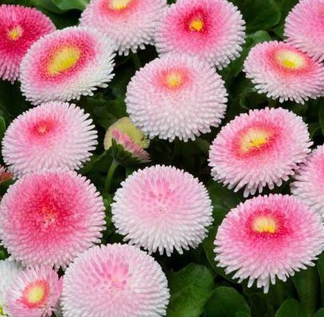 Bellis perennis Tasso® Strawberries & Cream