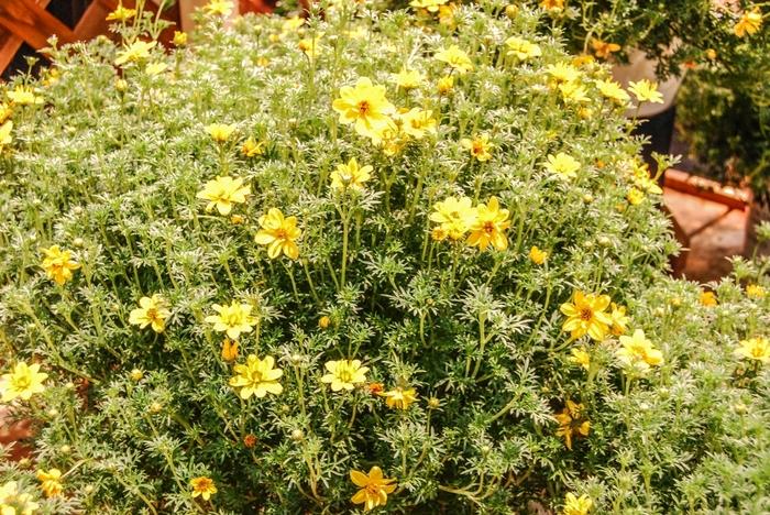 Bidens ferulifolia Goldilocks Rocks®