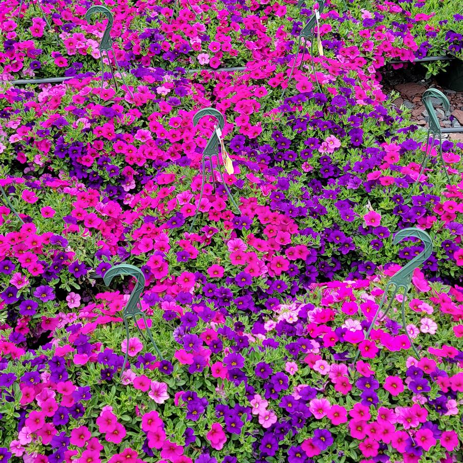 Calibrachoa sweet melody mixmaster