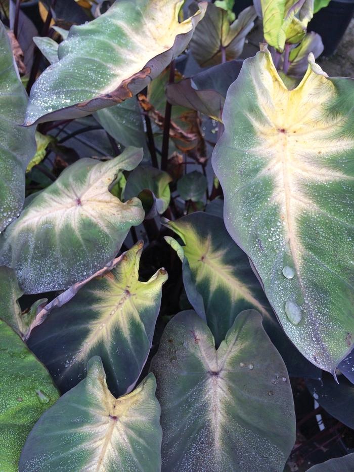 Colocasia esculenta 'Royal Hawaiian® Tropical Storm