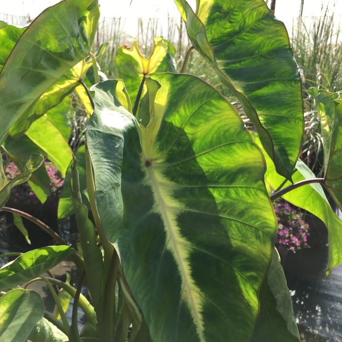 Colocasia esculenta Royal Hawaiian® Maui Sunrise