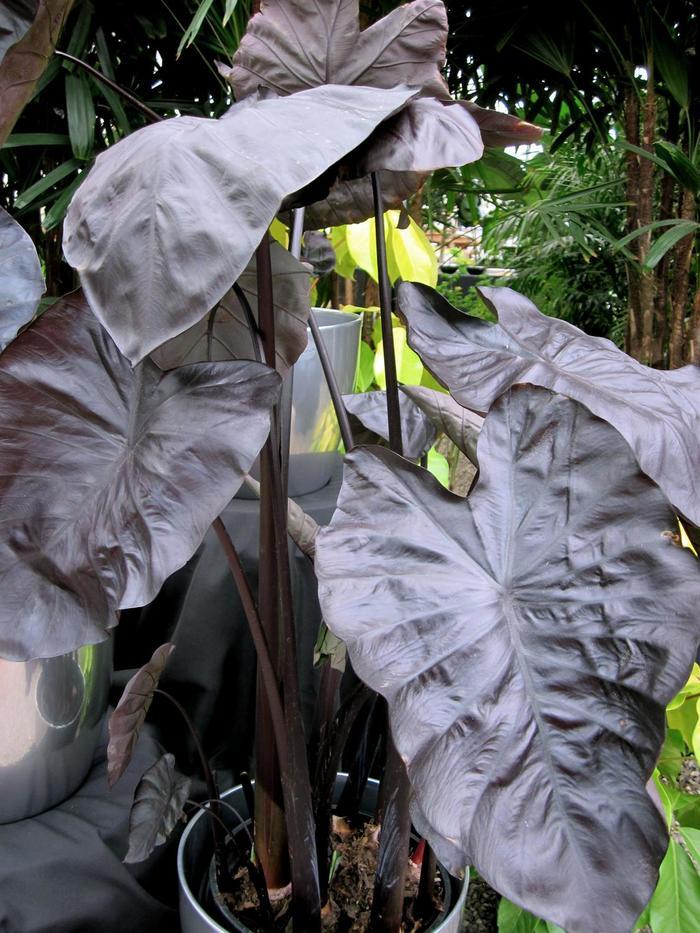 Colocasia esculenta Royal Hawaiian® Black Coral