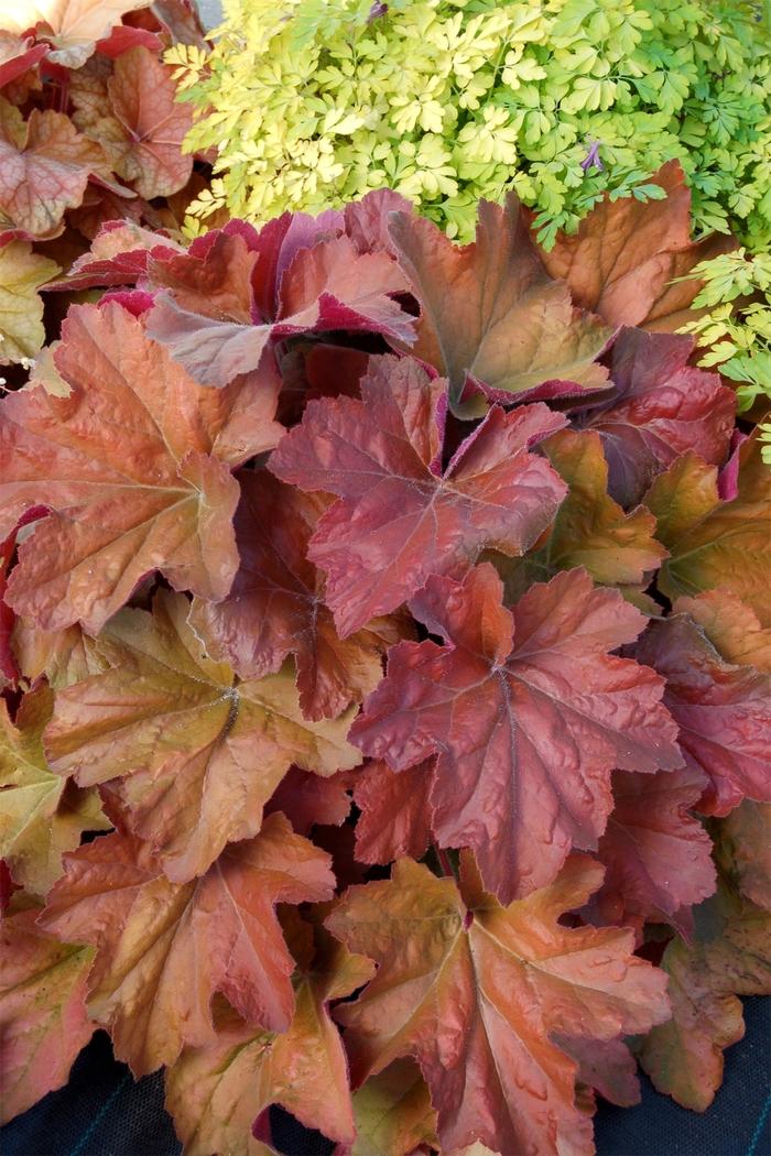 Heuchera Southern Comfort