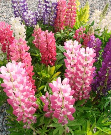 Lupinus polyphyllus Gallery Mix