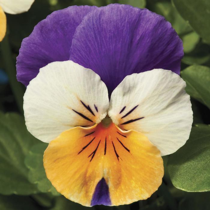 Viola cornuta Penny™ Peach Jump-up