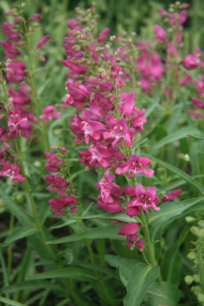 Penstemon Rock Candy® Pink