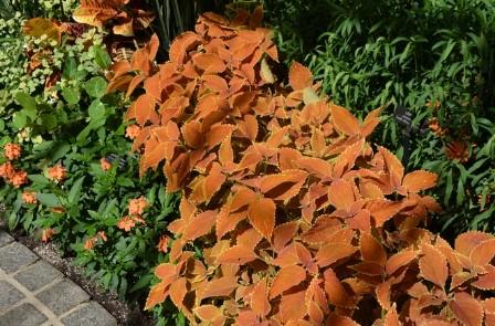 Solenostemon rustic orange 