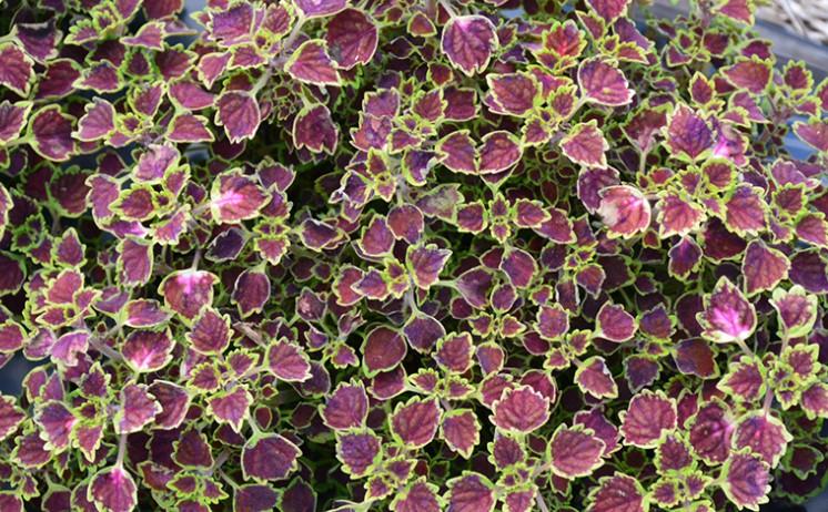 Solenostemon niagra great falls