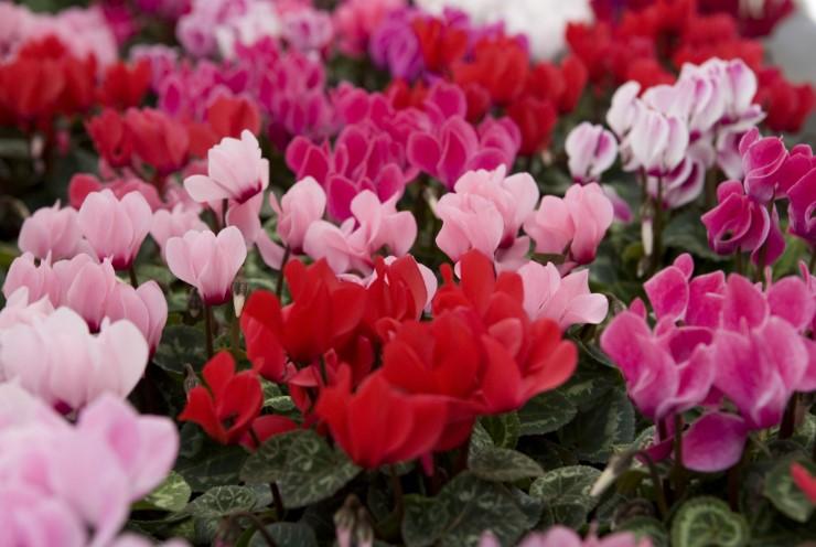 Cyclamen C. persicum 