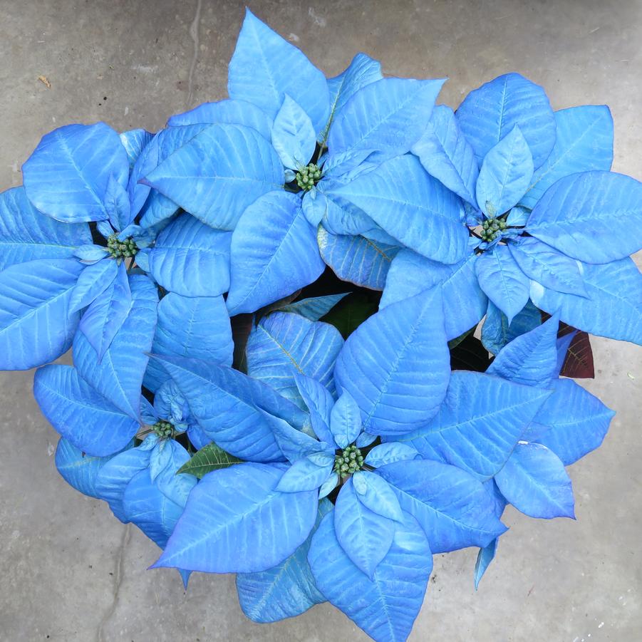 Poinsettia-Euphorbia pulcherrima Blue Suede Shoes