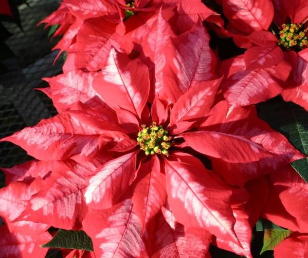 Poinsettia-Euphorbia pulcherrima Ice Punch