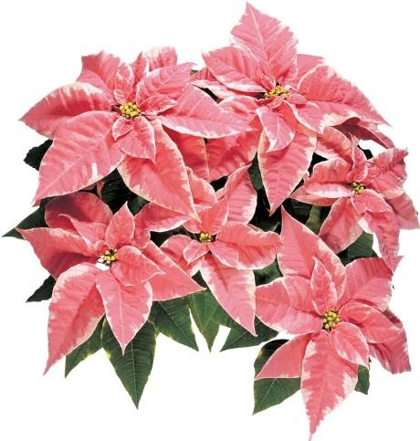 Poinsettia-Euphorbia pulcherrima Marblestar