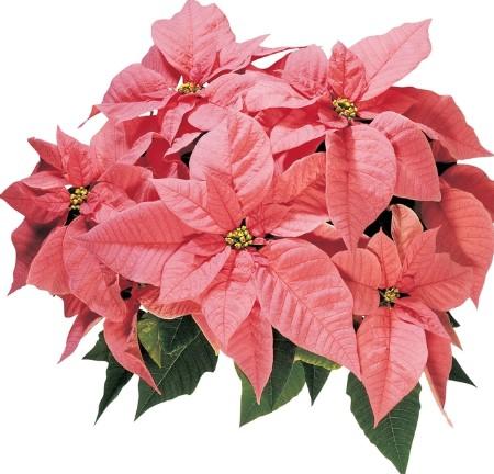 Poinsettia-Euphorbia pulcherrima Maren