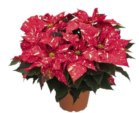 Poinsettia-Euphorbia pulcherrima Red Glitter/Jingle Bells