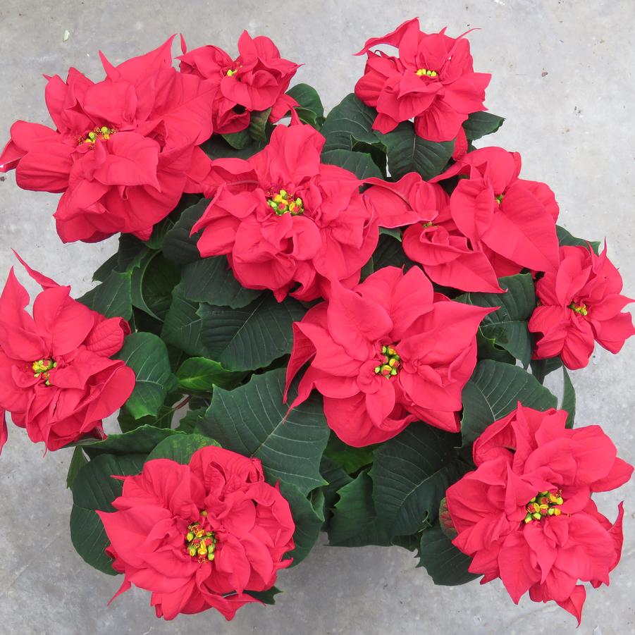 Poinsettia-Euphorbia pulcherrima Double Poinsettia Valentine