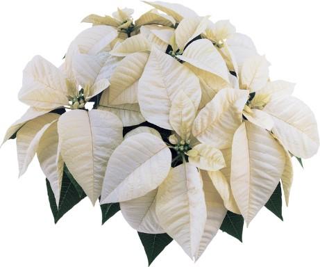 Poinsettia-Euphorbia pulcherrima Whitestar