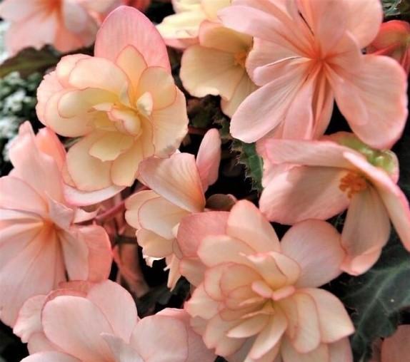 Begonia I'conia® Miss Montreal