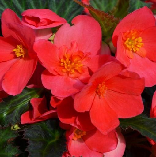 Begonia I'conia® First Kiss