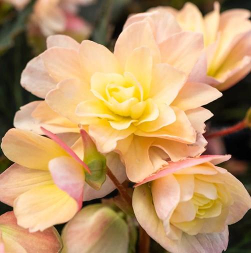 Begonia I'conia® Lemon Berry