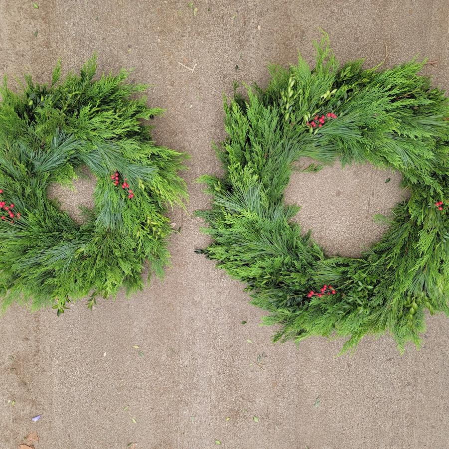 Christmas Cypress, Boxwood, White Pine, and Winterberry 