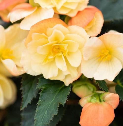 Begonia I'conia® Scentiment Peachy Keen