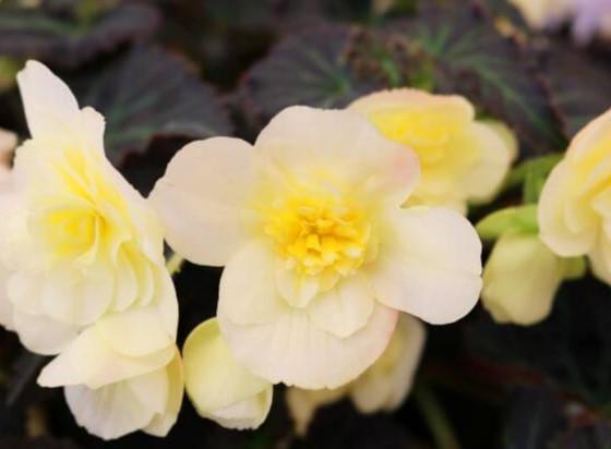 Begonia I'conia® Tweetie Pie