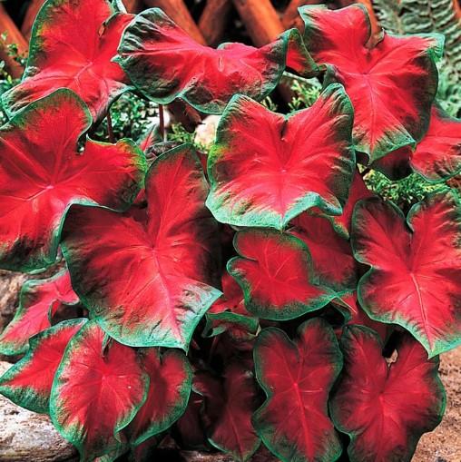 Caladium Candidum Sr.